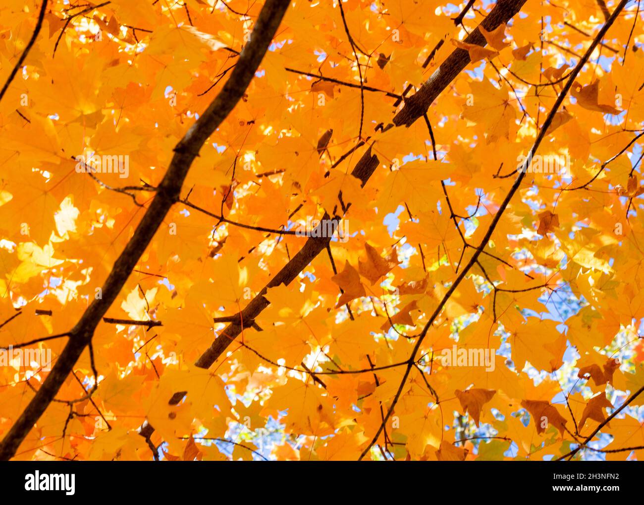 Rote, Orangen und goldene Ahornblätter an einem Herbsttag. Stockfoto