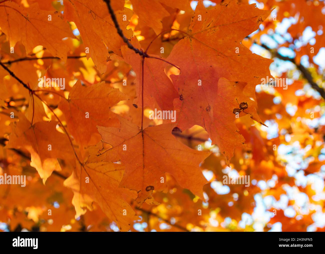 Rote, Orangen und goldene Ahornblätter an einem Herbsttag. Stockfoto