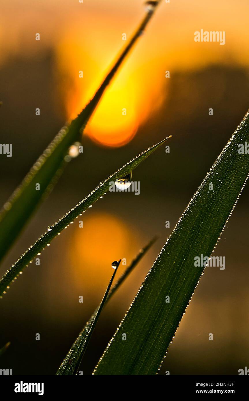 Wassertropfen auf Grasblättern. Tau auf grünem Gras. Stockfoto