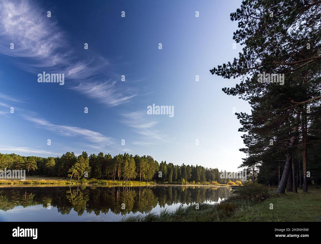 Schöner blauer Himmel über See und Nadelwald. Stockfoto
