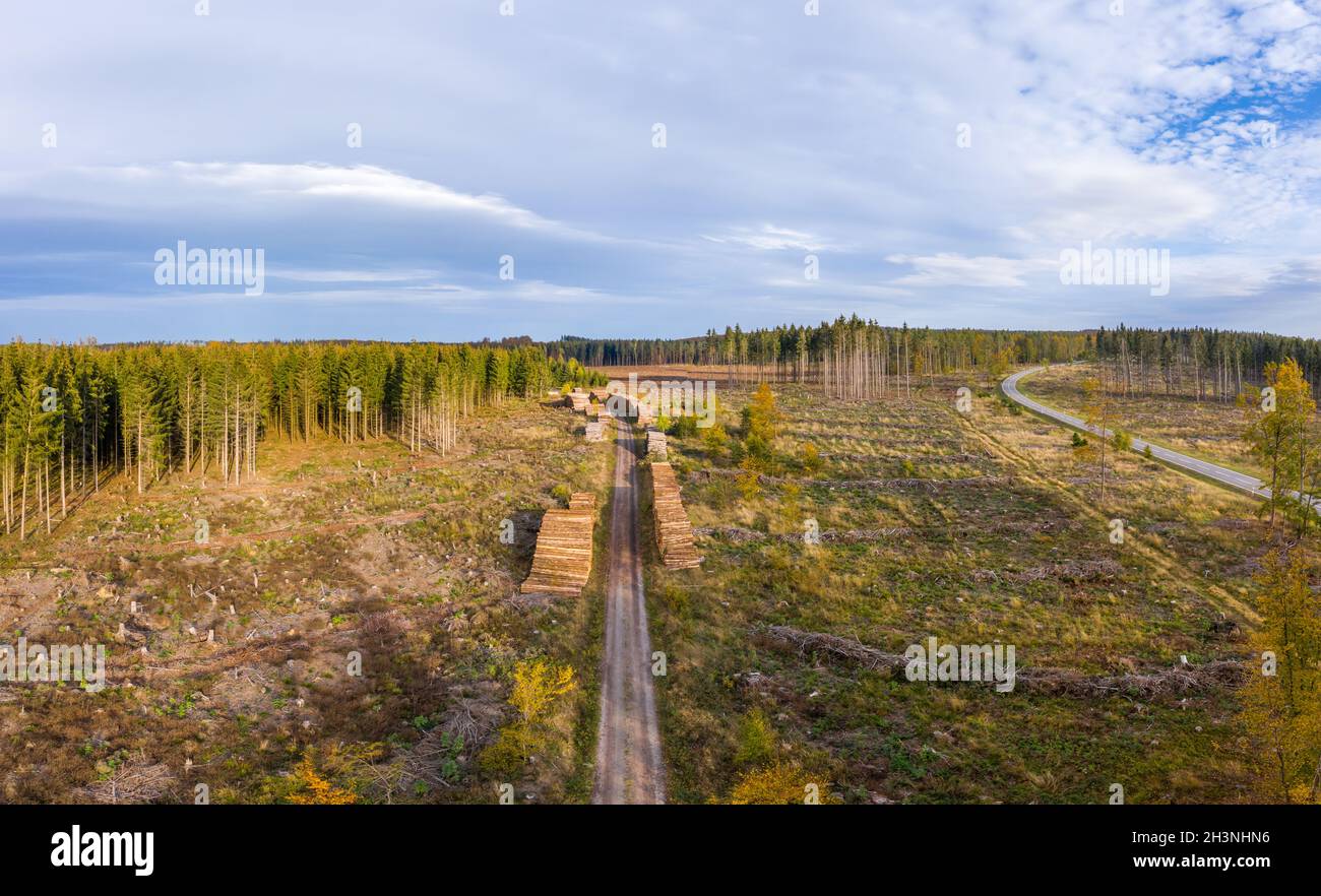 Baumtodharz räumte Waldgebiete Stockfoto