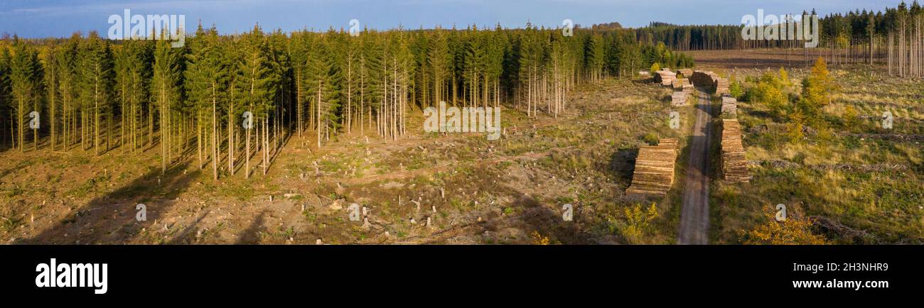 Baumtodharz räumte Waldgebiete Stockfoto