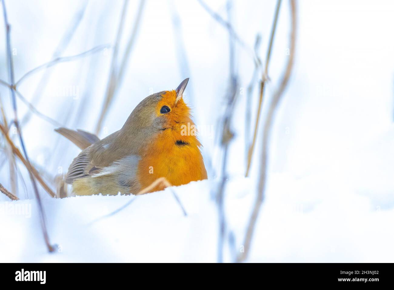 Europäischer Rotkehlchen Erithacus rubecula Futter im Schnee, schöne kalte Winter Einstellung Stockfoto