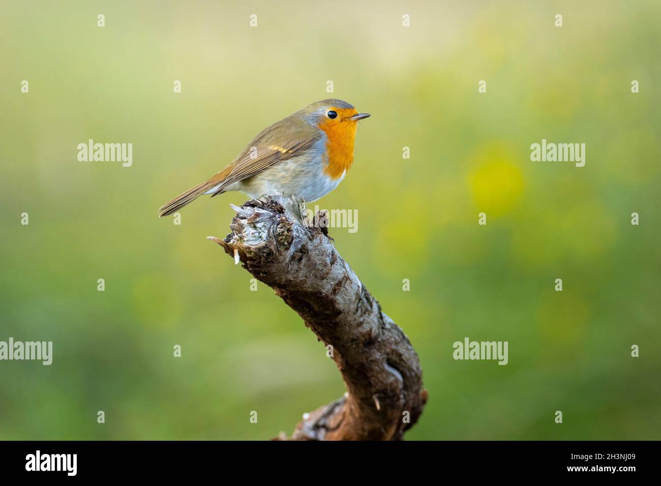 Europäischer Rotkehlchen Erithacus rubecula thront im Herbst auf einem Ast Saison Stockfoto