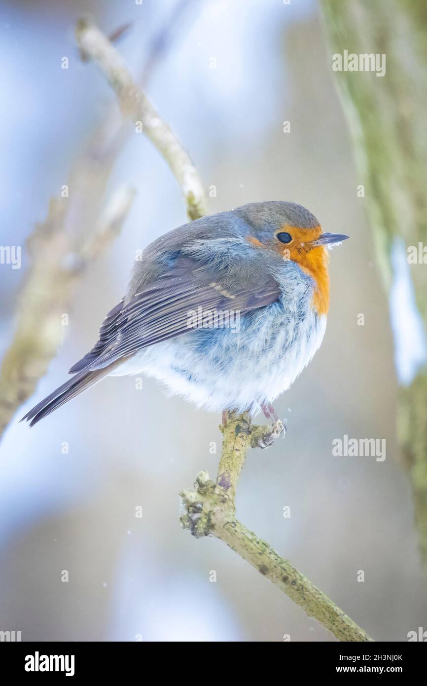 Europäischer Rotkehlchen Erithacus rubecula Futter im Schnee, schöne kalte Winter Einstellung Stockfoto