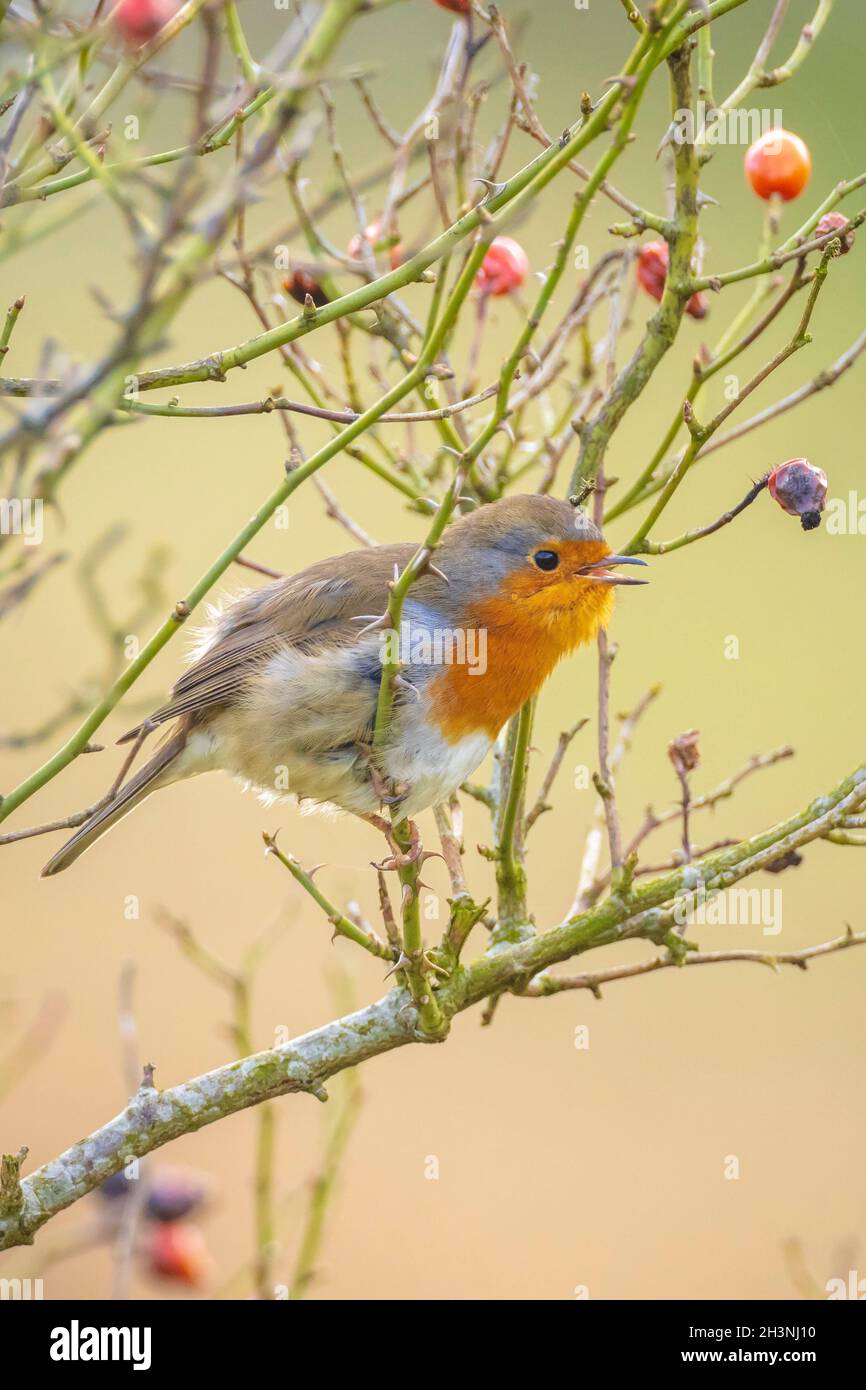 Europäischer Robin Erithacus rubecula singt in der Paarungszeit im Springreiten Sonnenlicht in Sonnenstrahlen. Stockfoto