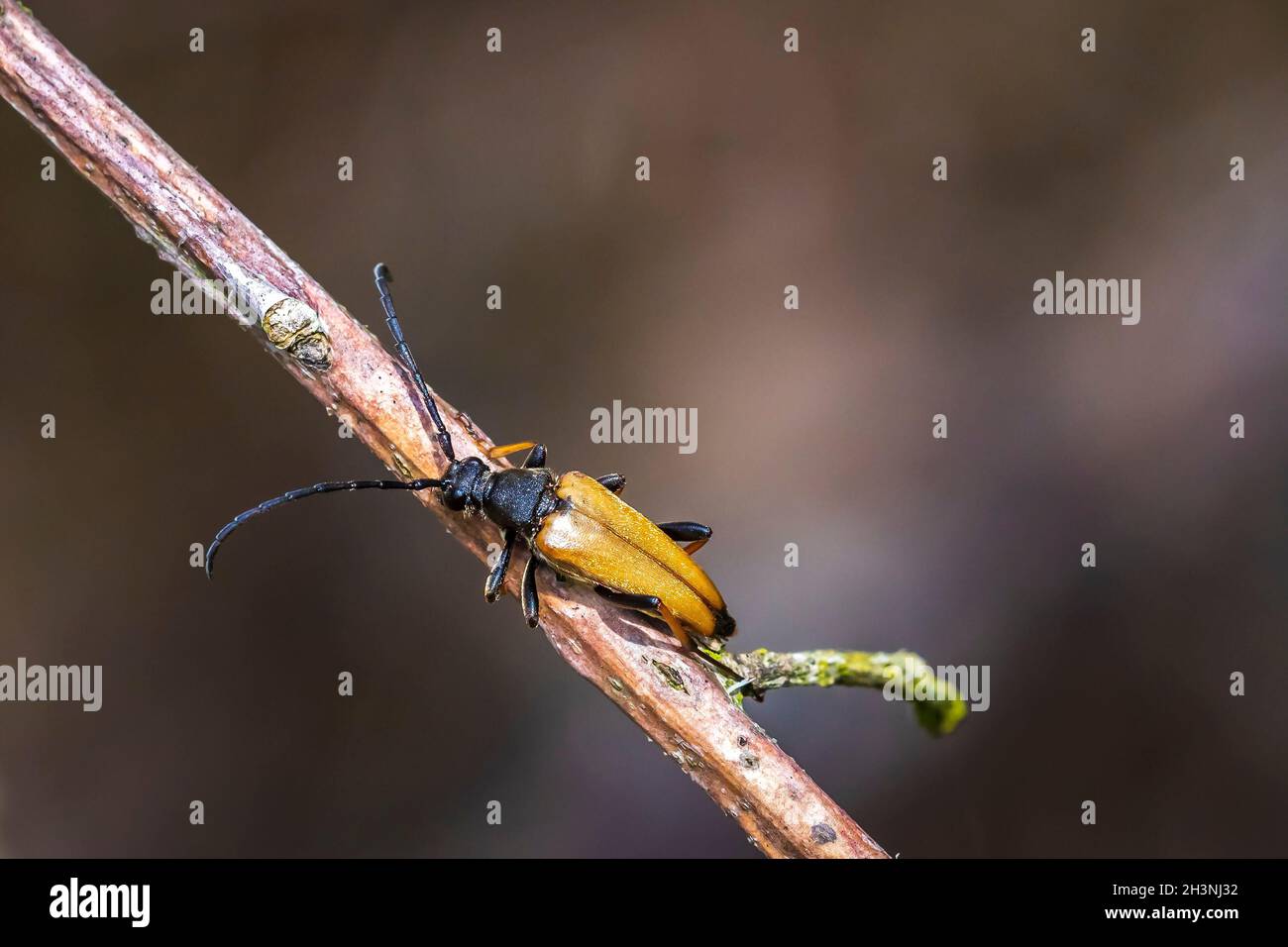 Rot-brauner Longhorn-Käfer, Stictoleptura rubra, kriechend auf einem Ast Stockfoto