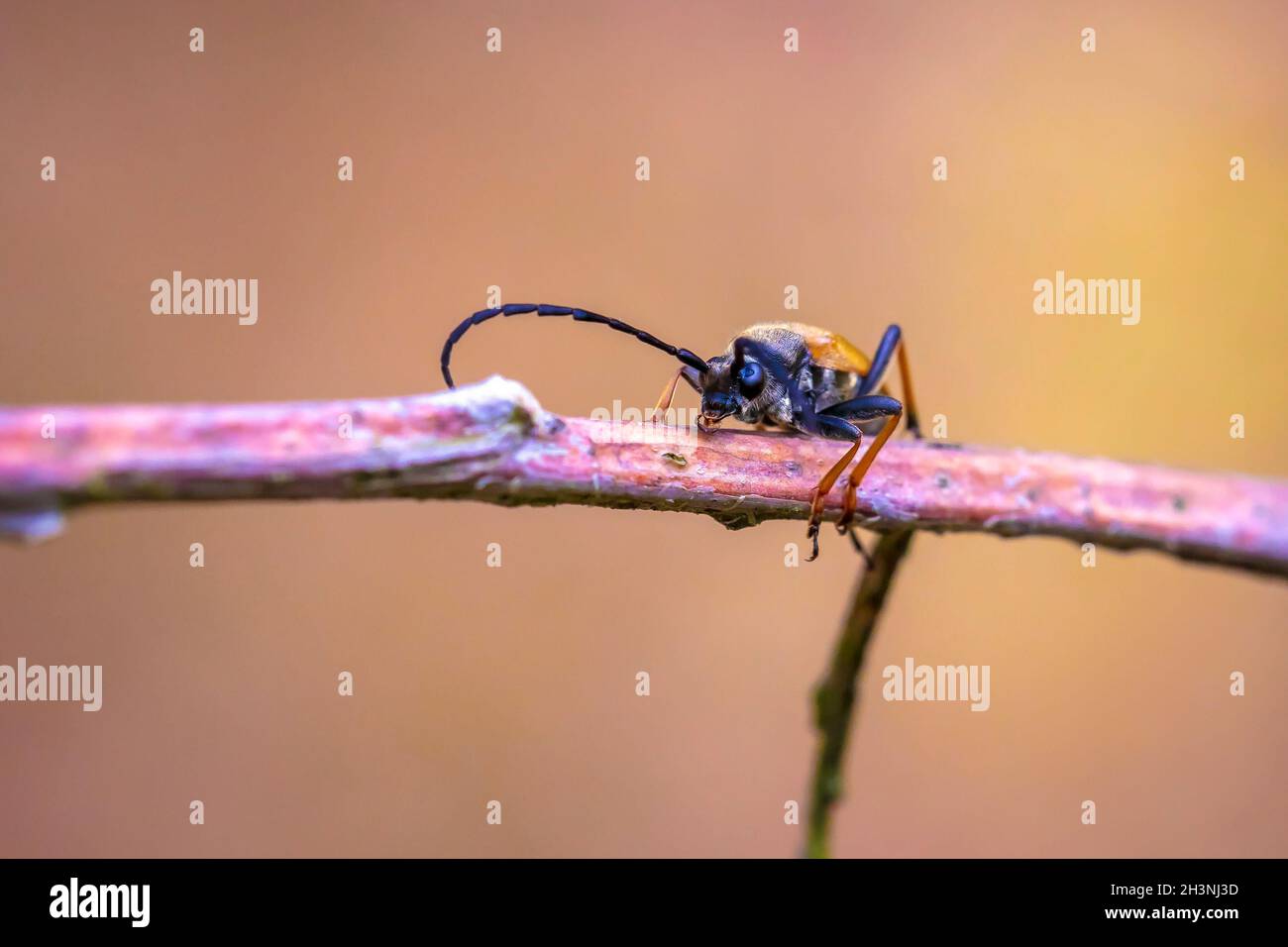 Rot-brauner Longhorn-Käfer, Stictoleptura rubra, kriechend auf einem Ast Stockfoto