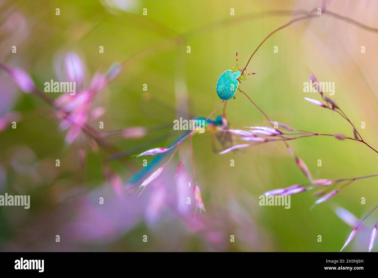 Grüner Schildbug, Palomena prasina, in einem traumhaften, weichen Fokus Stockfoto