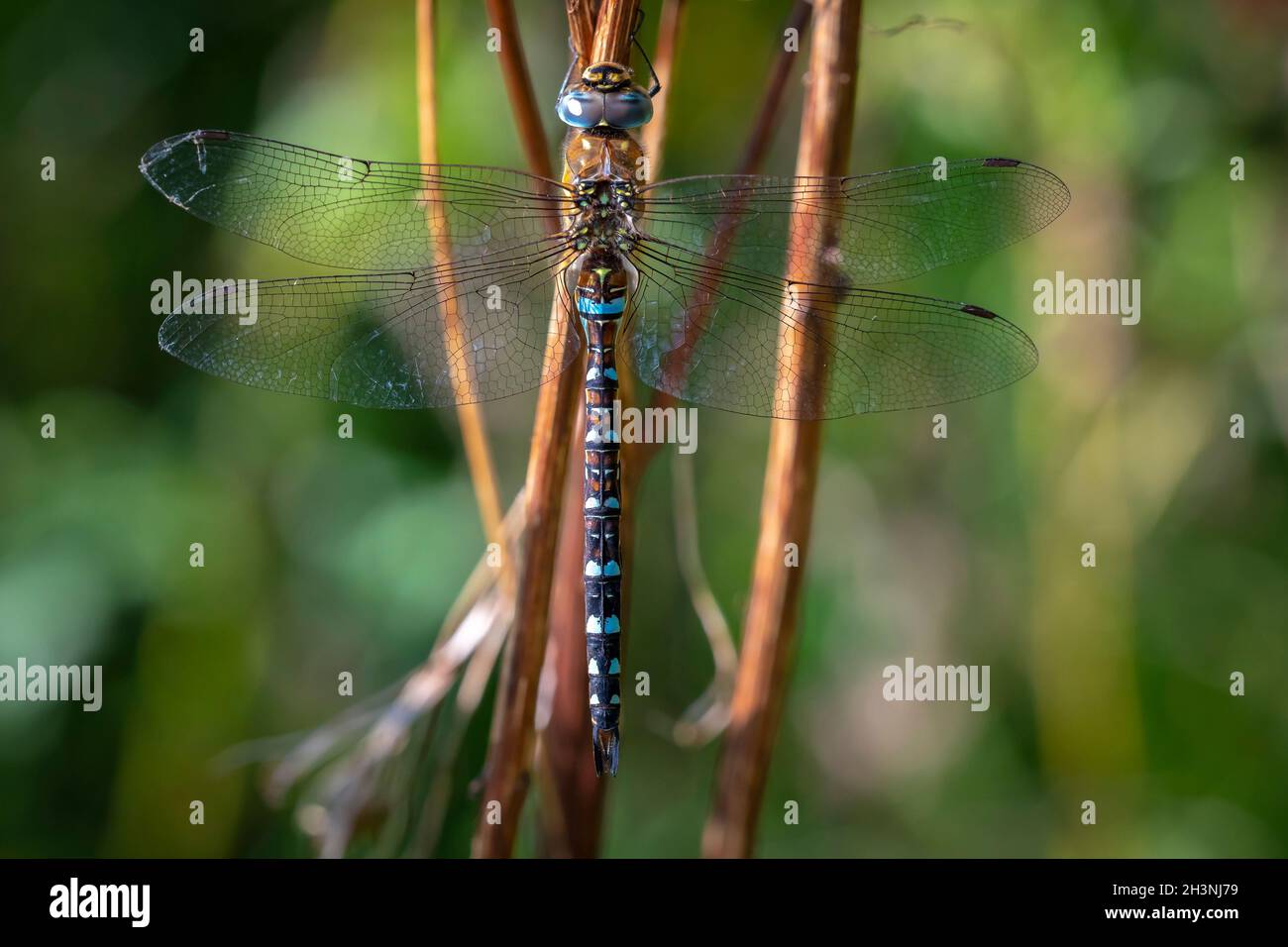 Nahaufnahme eines Migranten hawker Aeshna mixta ruhen unter Blätter in einem Baum in einem Wald an einem sonnigen Tag. Stockfoto