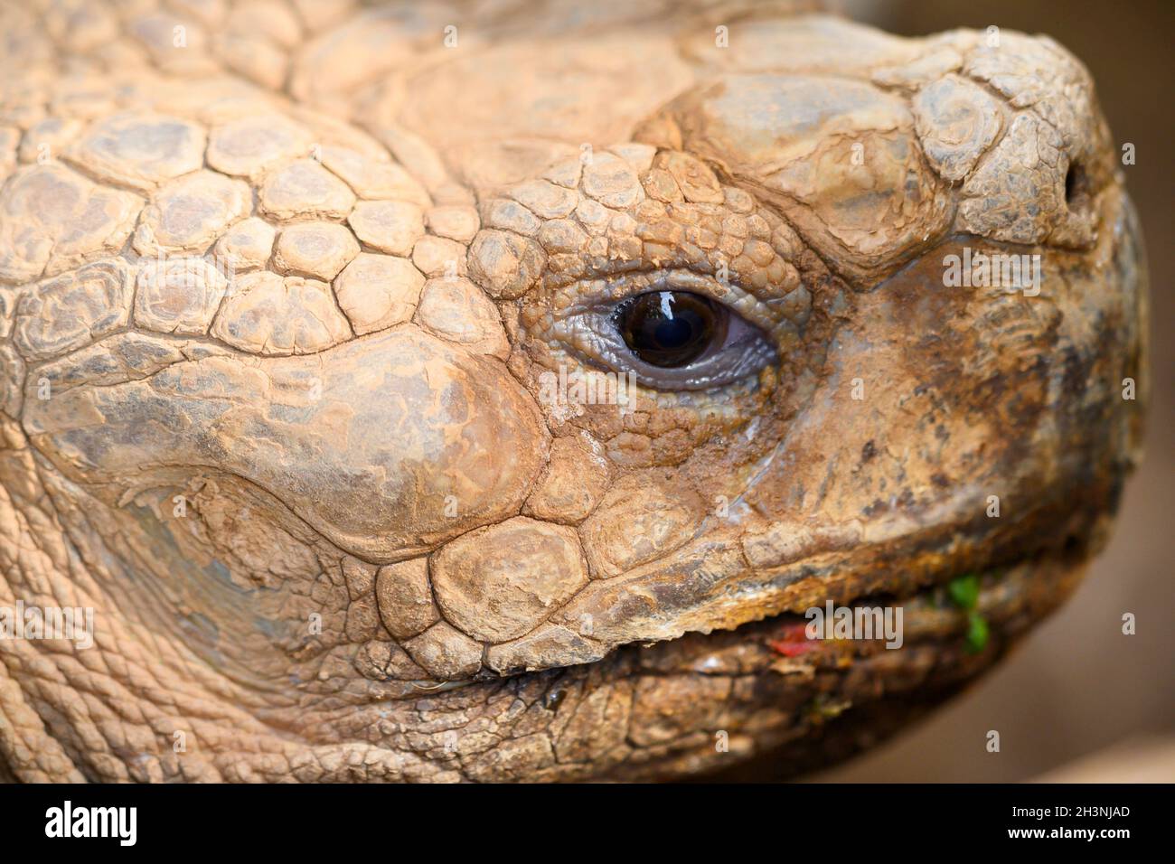 Nahaufnahme des Schildkrötengesichts. Stockfoto