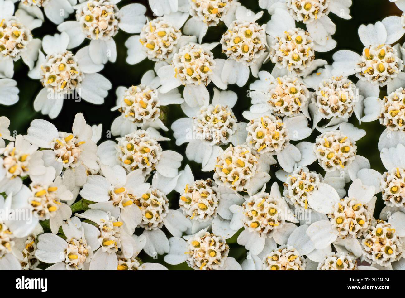 Gewöhnliche Schafgarbe, kleine weiße und gelbe Blüten, Nahaufnahme Makrodetails Stockfoto
