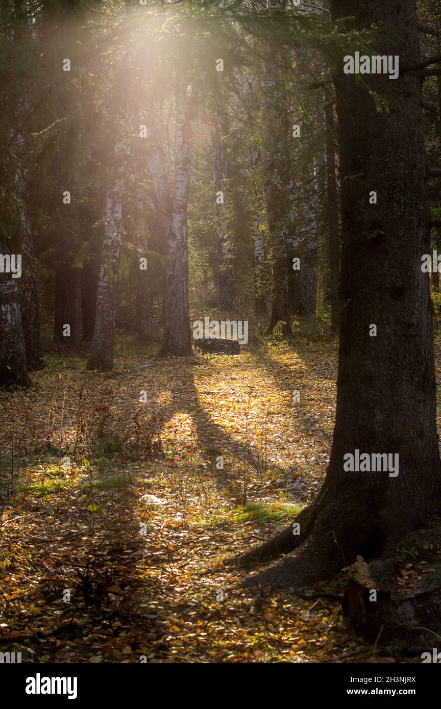 Schöner Herbstwald. Ein Leaffall im Wald. Birken und Nadeln. Stockfoto