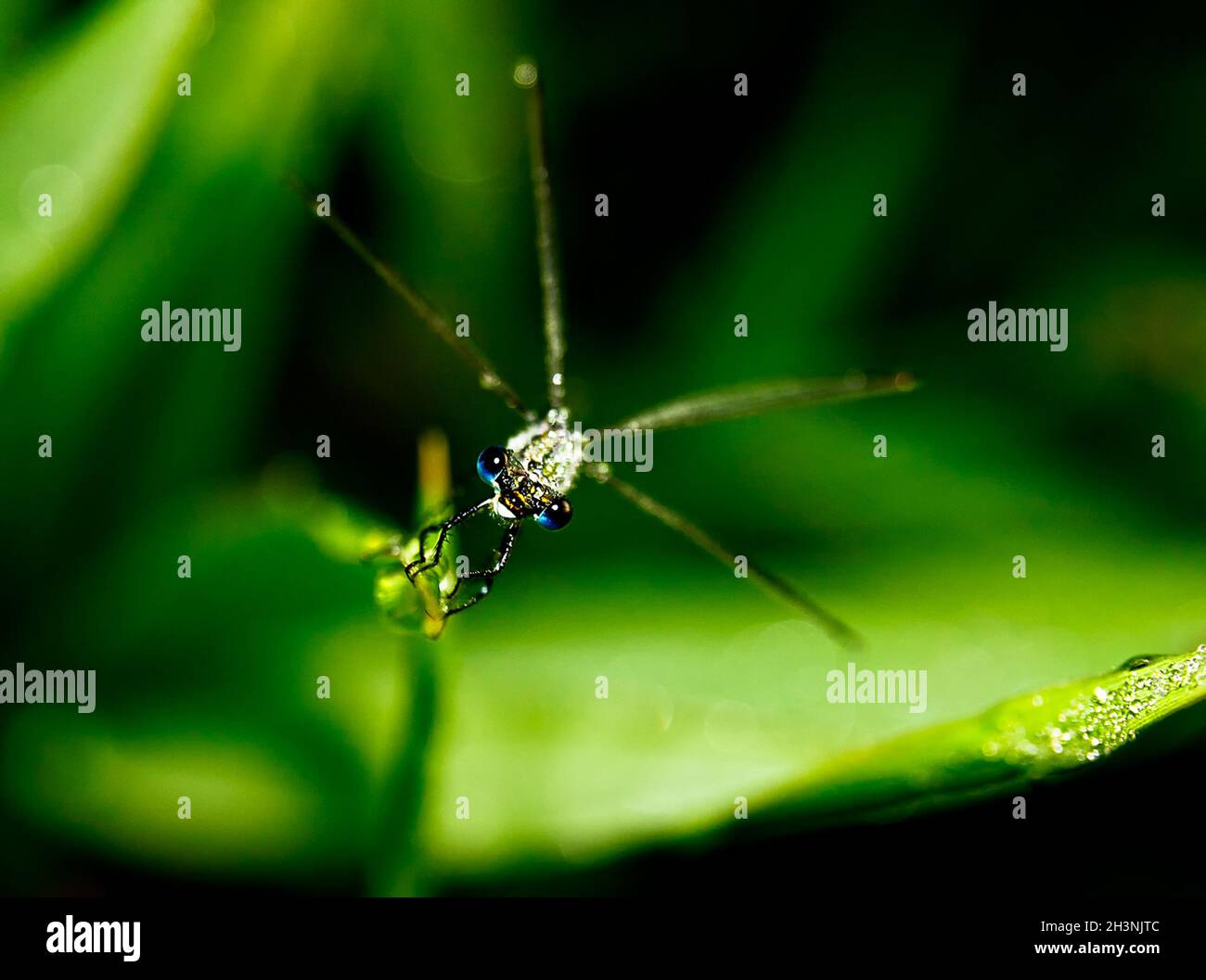 Makro-Foto von Isotopie Insekt. Stockfoto