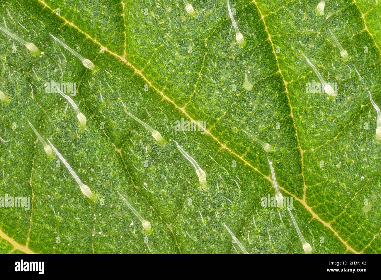 Brennnessel - Urtica dioica - Blatt, Mikroskop Detail, transparente Stachelhaare genannt Trichome sichtbar, Bildbreite 9mm Stockfoto