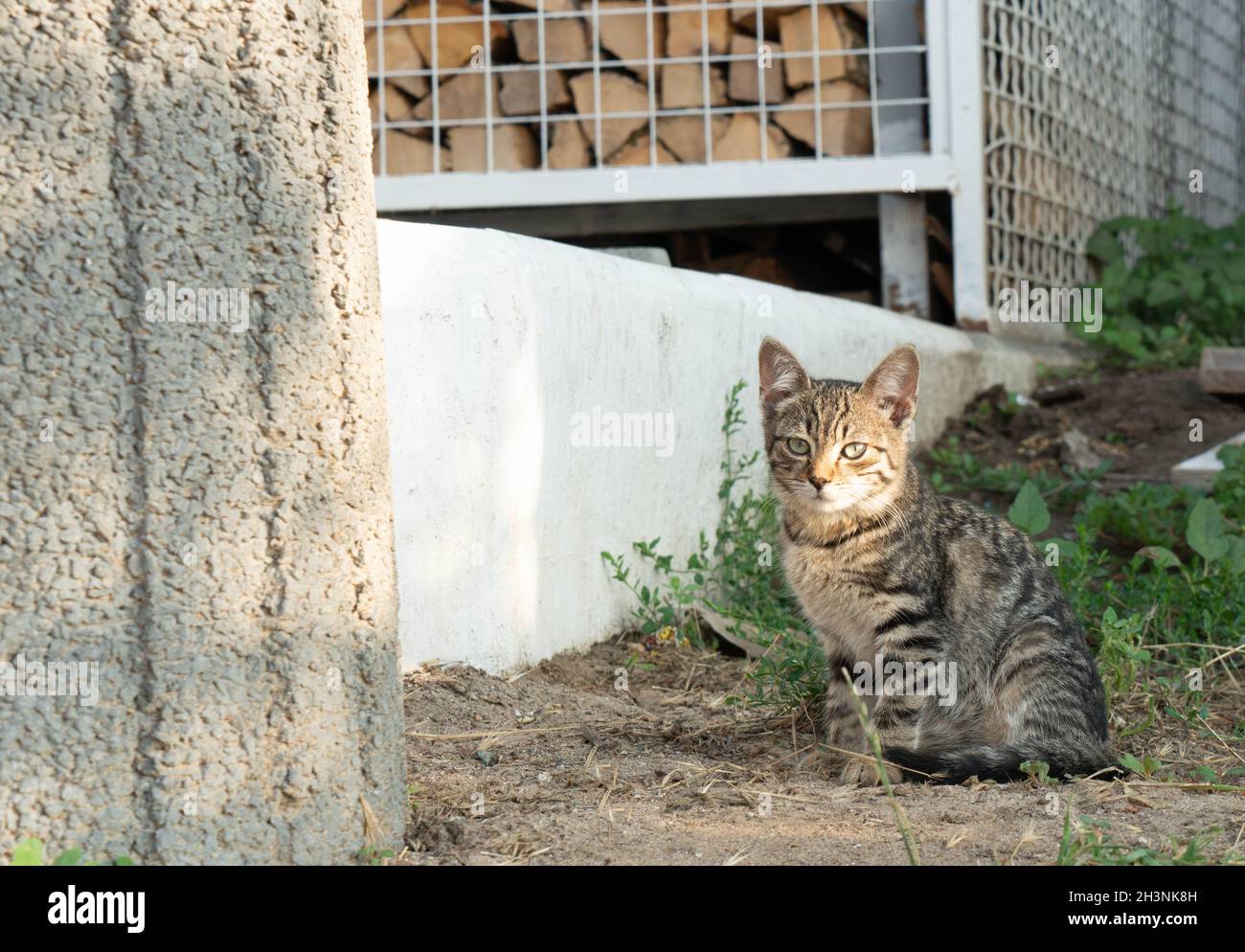 Graue Katze im Hinterhof eines Hauses an einem sonnigen Tag. Stockfoto