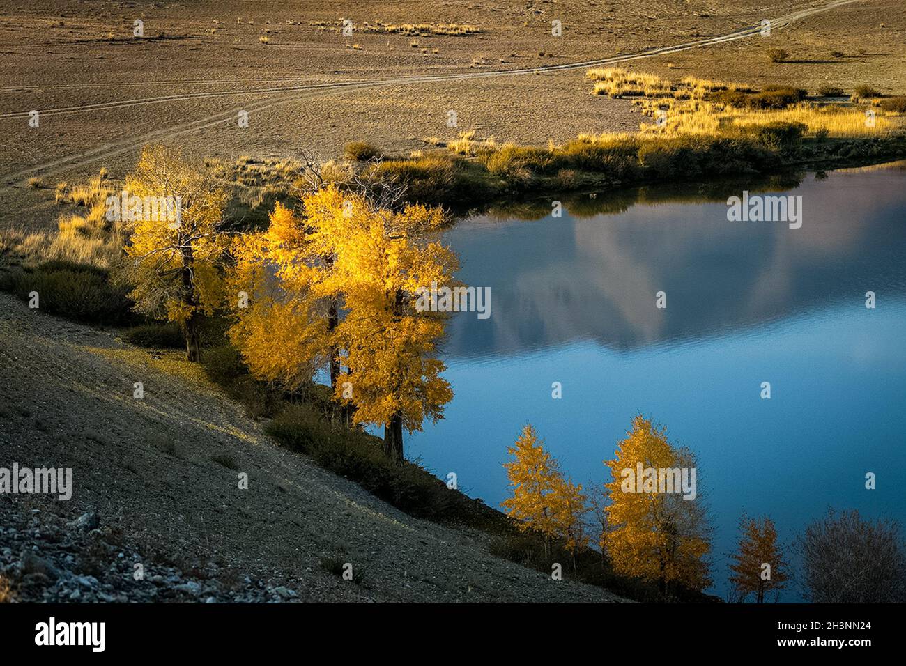 Goldener Herbst in den Wäldern des Altai. Gelbe Bäume im Herbst in der Nähe des Stausees. Stockfoto