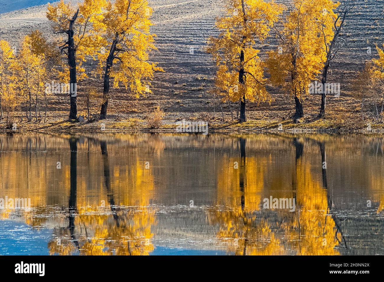 Goldener Herbst in den Wäldern des Altai. Gelbe Bäume im Herbst in der Nähe des Stausees. Stockfoto