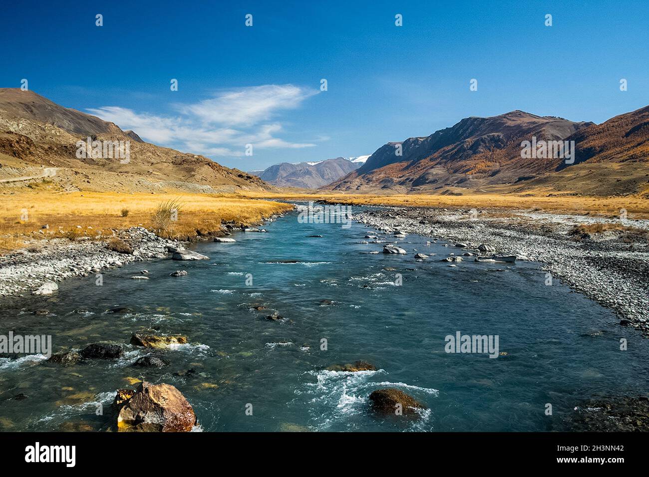 Goldener Herbst in den Wäldern des Altai. Gelbe Bäume im Herbst in der Nähe des Stausees. Stockfoto