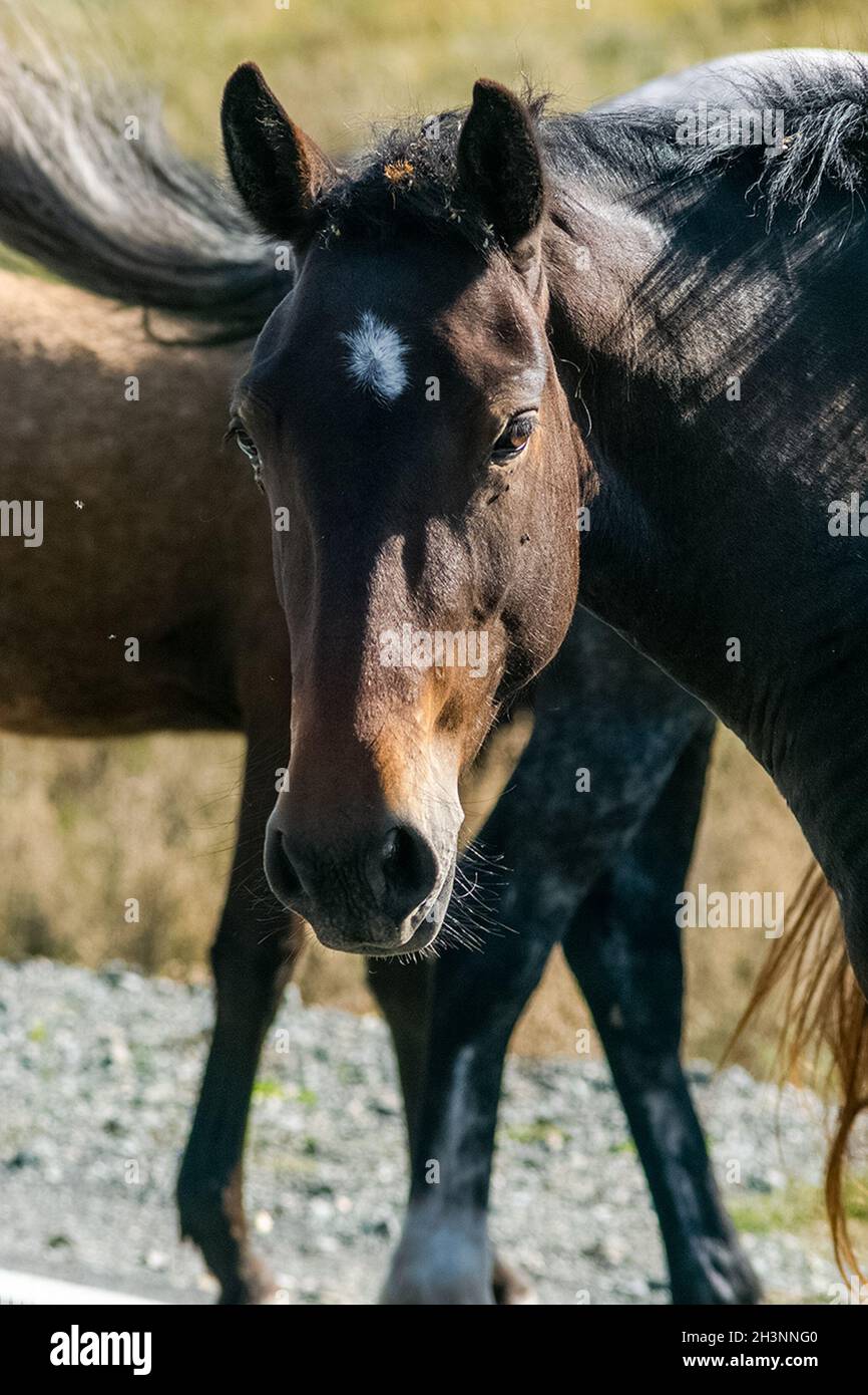 Ein Nahaufnahme Pferd. Porträt des Pferdes. Stockfoto