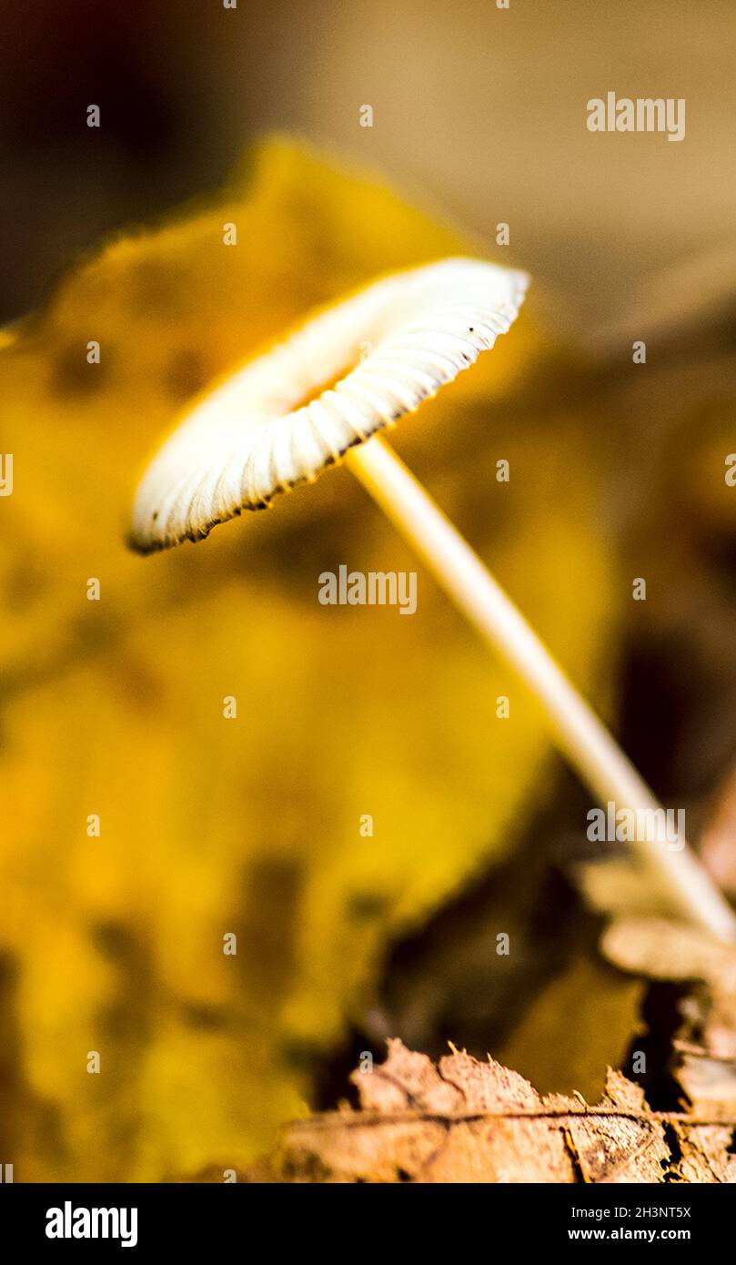 Durchscheinender Pilz auf einem Waldstreu zwischen Herbstblättern. Stockfoto