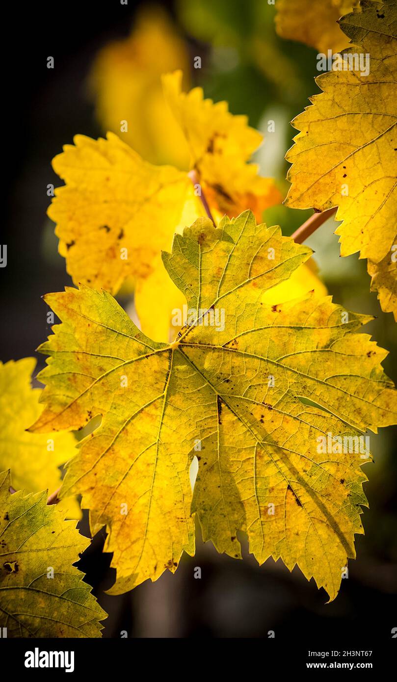 Bäume im Herbst dezimal Wald. Stockfoto