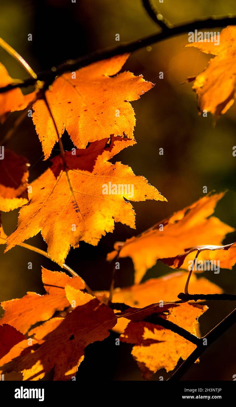 Der schöne Herbstwald in den Bergen Krim. Ein Leaffall im Wald. Stockfoto