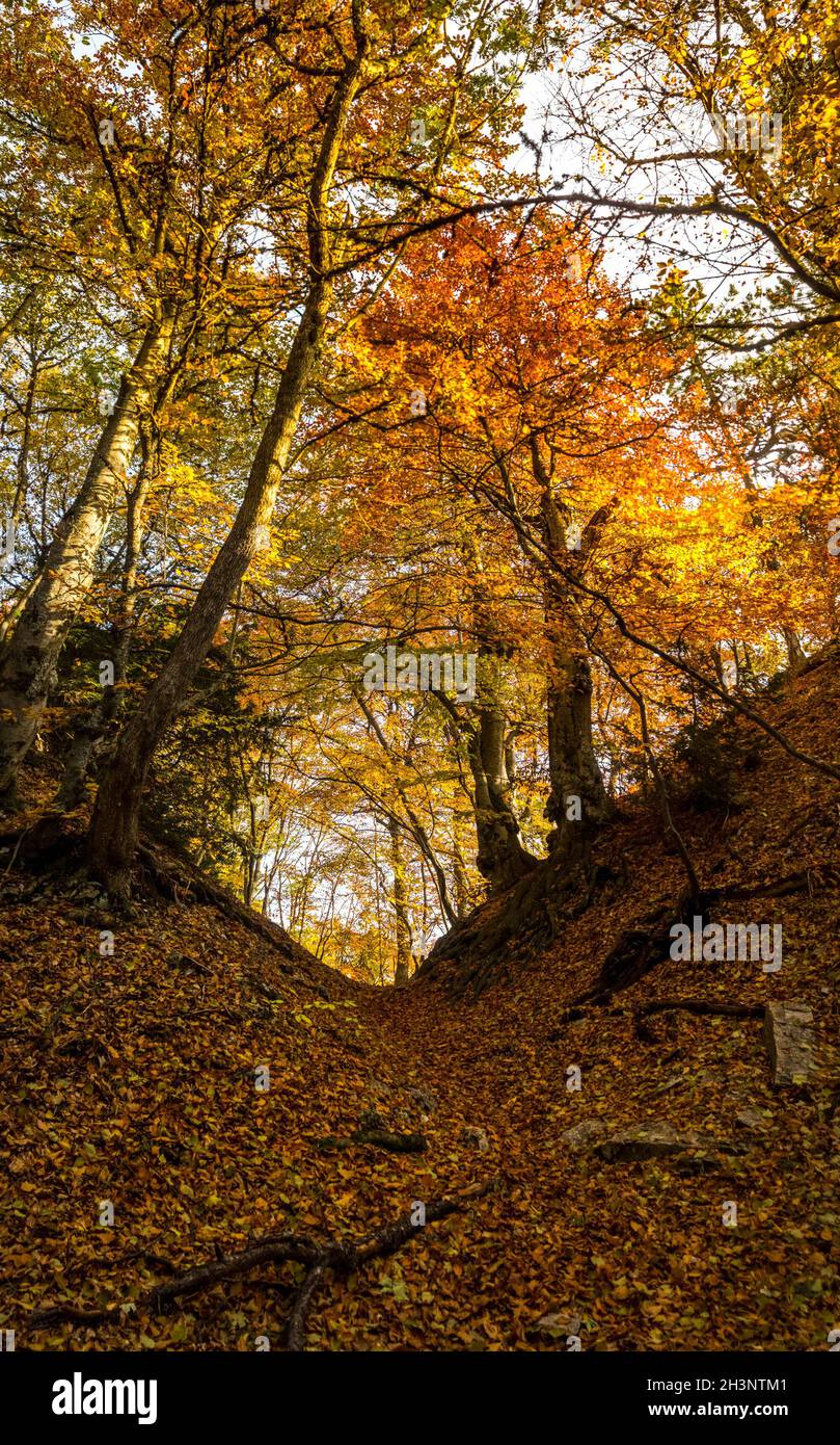 Der schöne Herbstwald in den Bergen Krim. Ein Leaffall im Wald. Stockfoto
