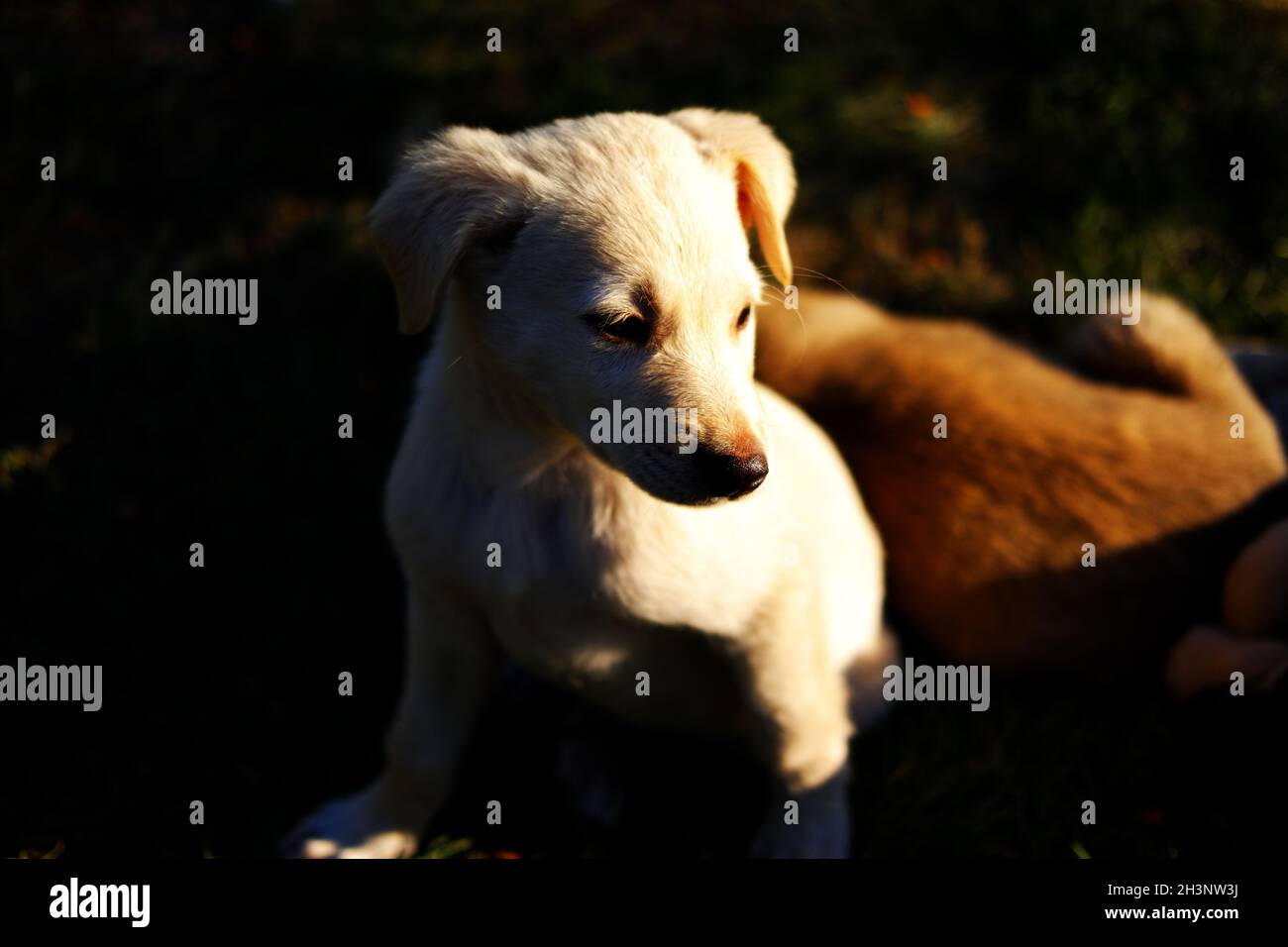 Weißer kleiner Welpenhund im Freien auf Gras im Schatten mit Sonne im Gesicht Stockfoto