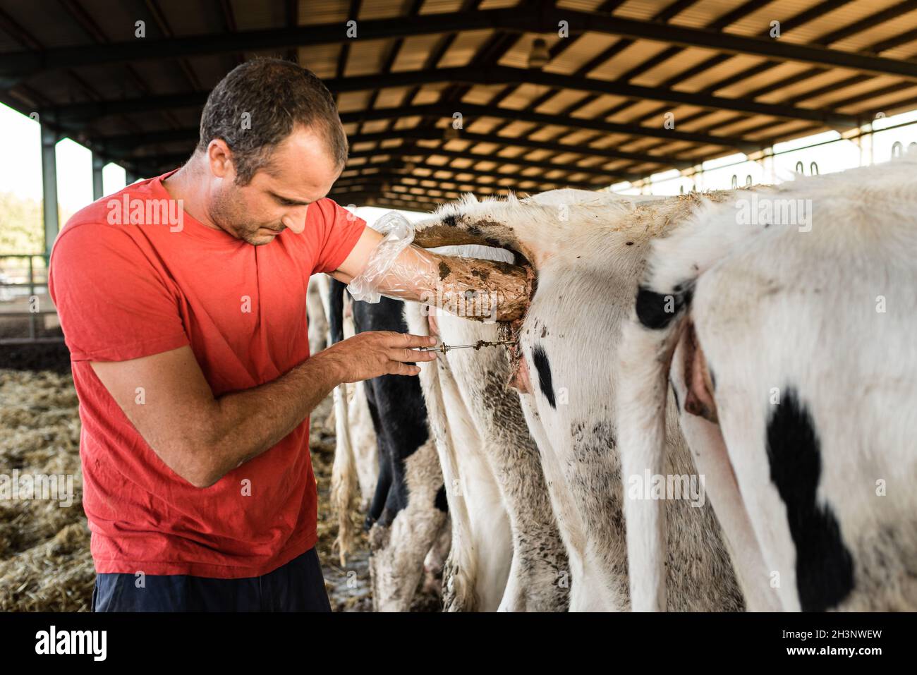 Landwirt, der eine knstliche Befruchtung an einer Kuh in einem Kuhstall  macht Stockfotografie - Alamy