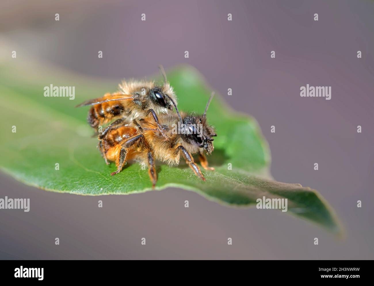 Rotmaurerbiene „Osmia rufa“ Stockfoto
