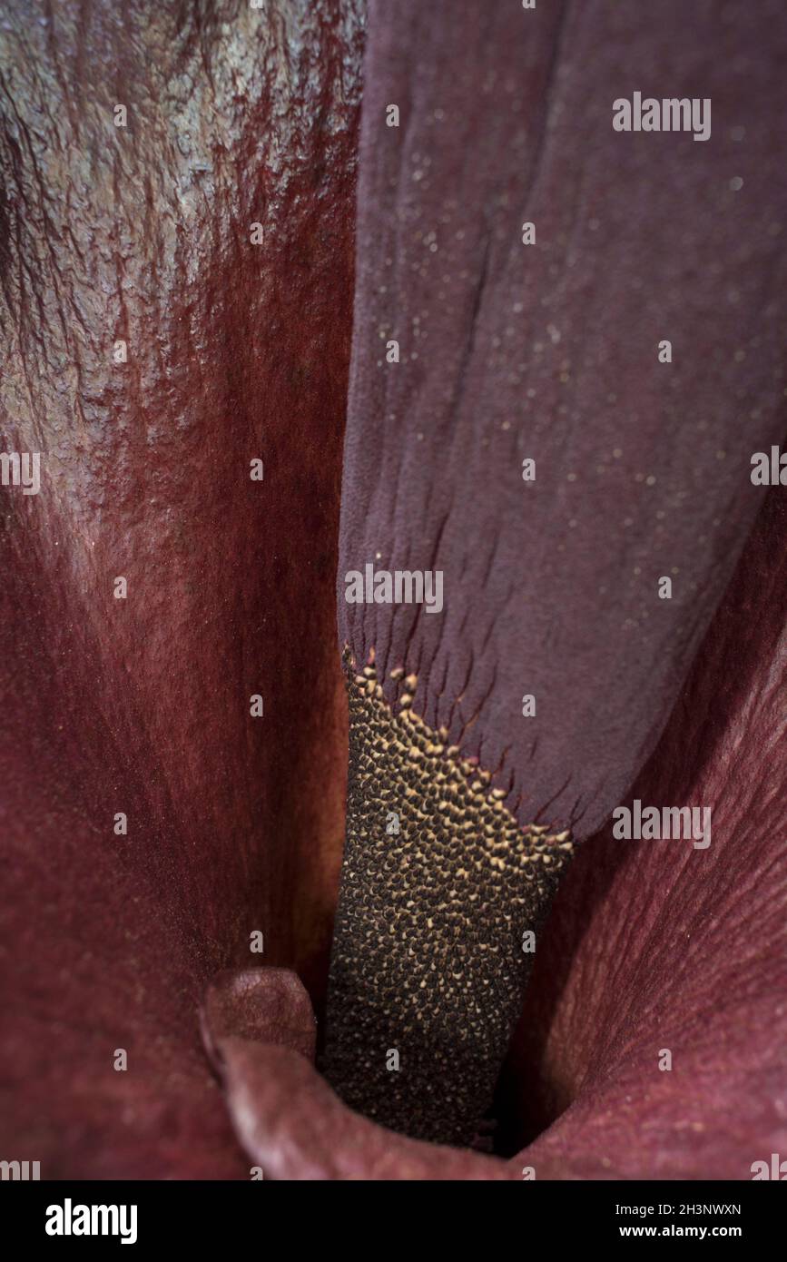 Blume des Amorphallus konjac Stockfoto