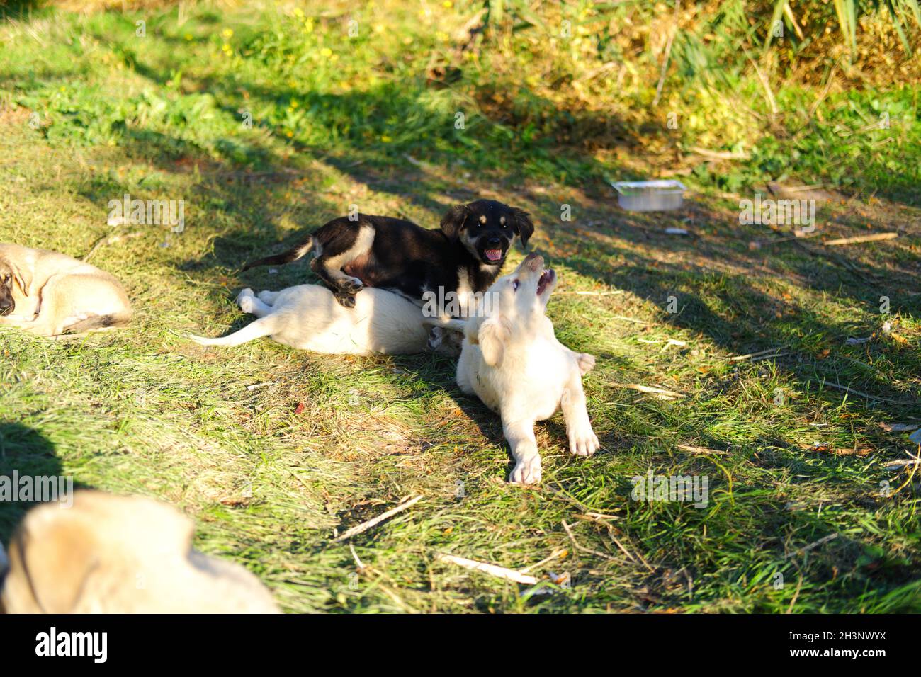 Kleine Welpen Hunde spielen auf Gras im Freien Stockfoto