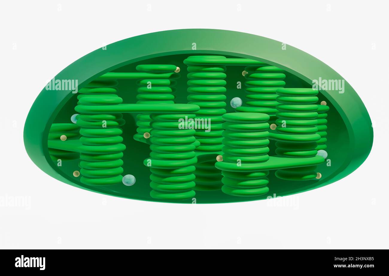 Chloroplast, Abbildung Stockfoto