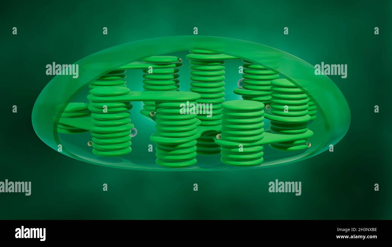 Chloroplast Anatomie, Illustration Stockfoto