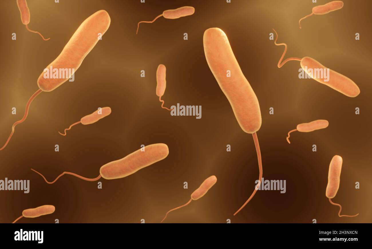 Vibrio-Bakterien, Abbildung Stockfoto