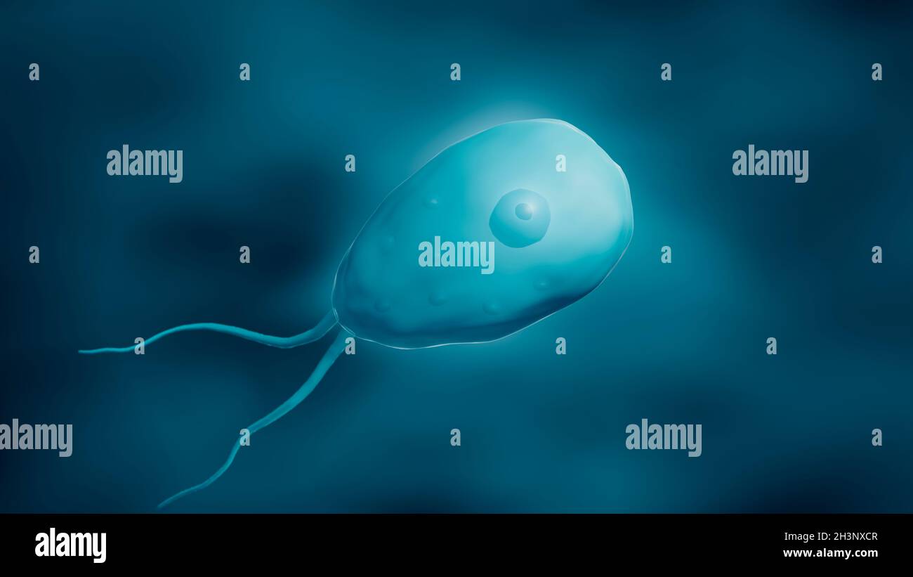 Amöbe, Abbildung Stockfoto