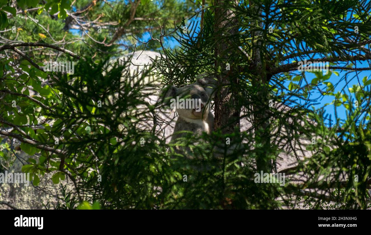 Koalas in Bäumen Stockfoto