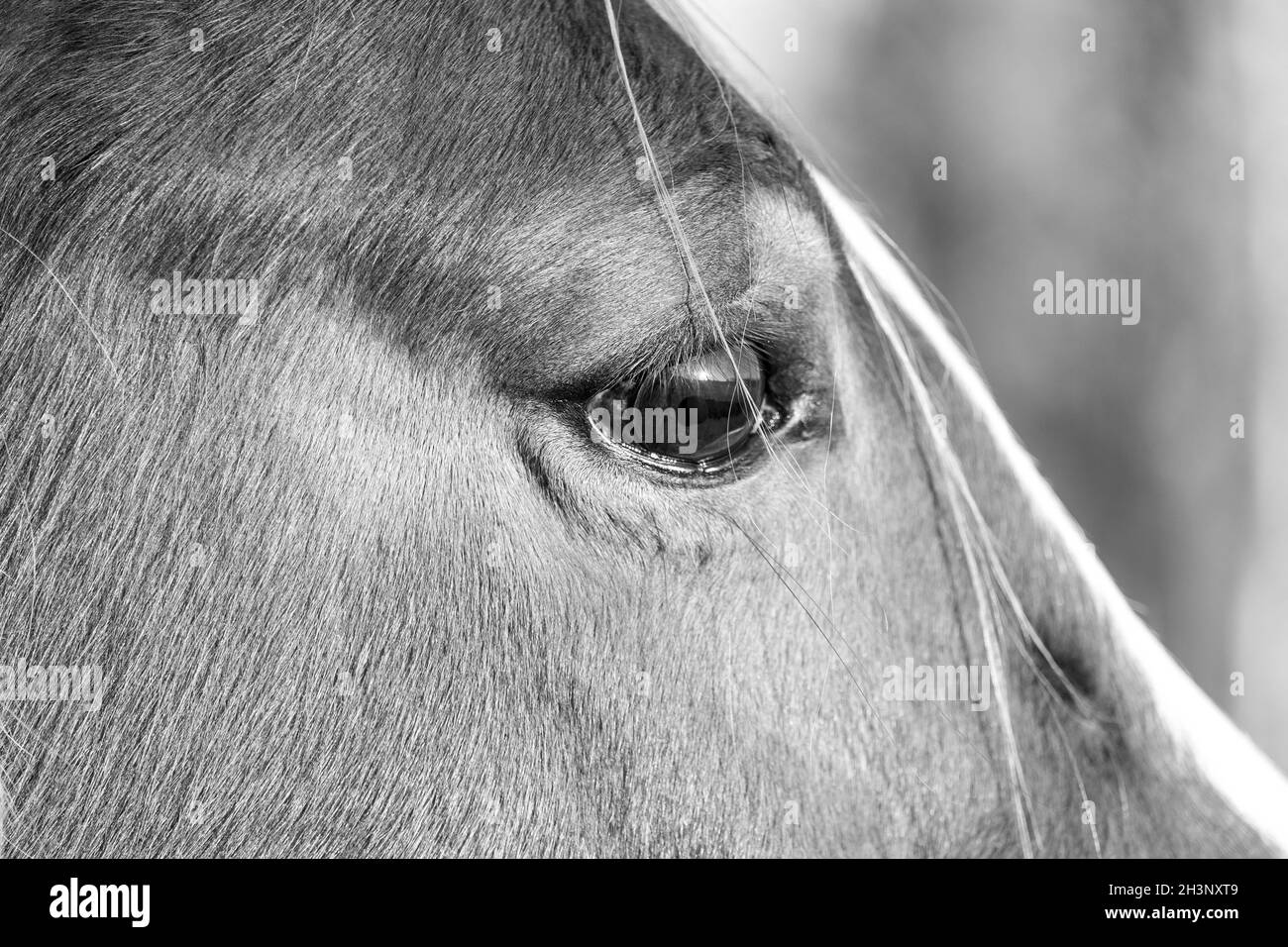 Ein Pferdeborträt mit Fokus auf ein einzelnes braunes Auge Stockfoto