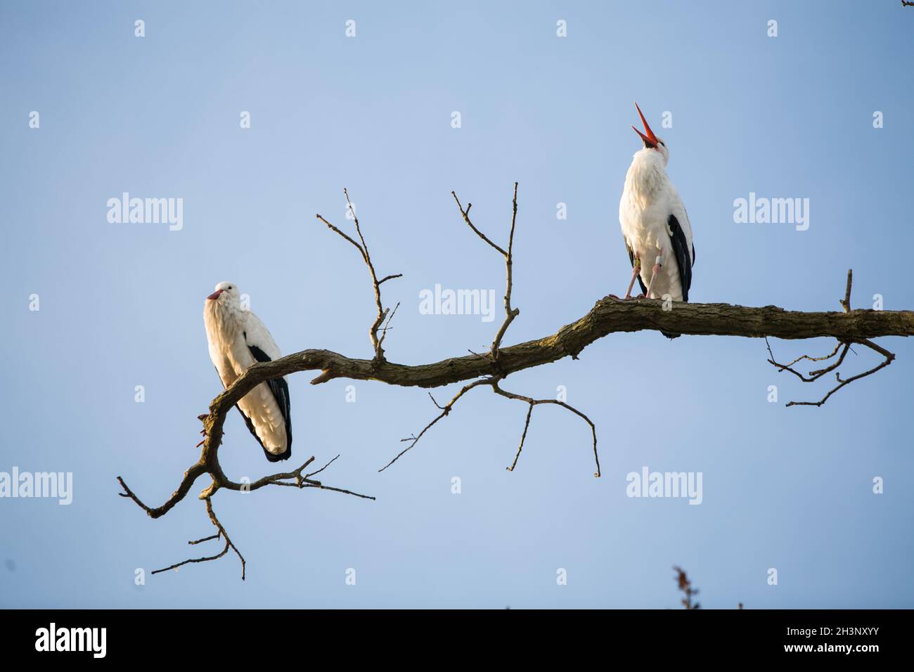 Zwei Störche in einem Baum Stockfoto
