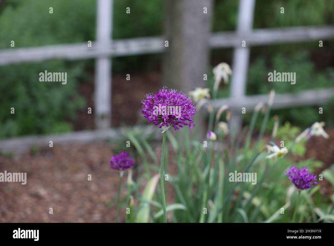 Selektiver Fokus der im Garten wachsenden violetten Allium-Regenblumen Stockfoto