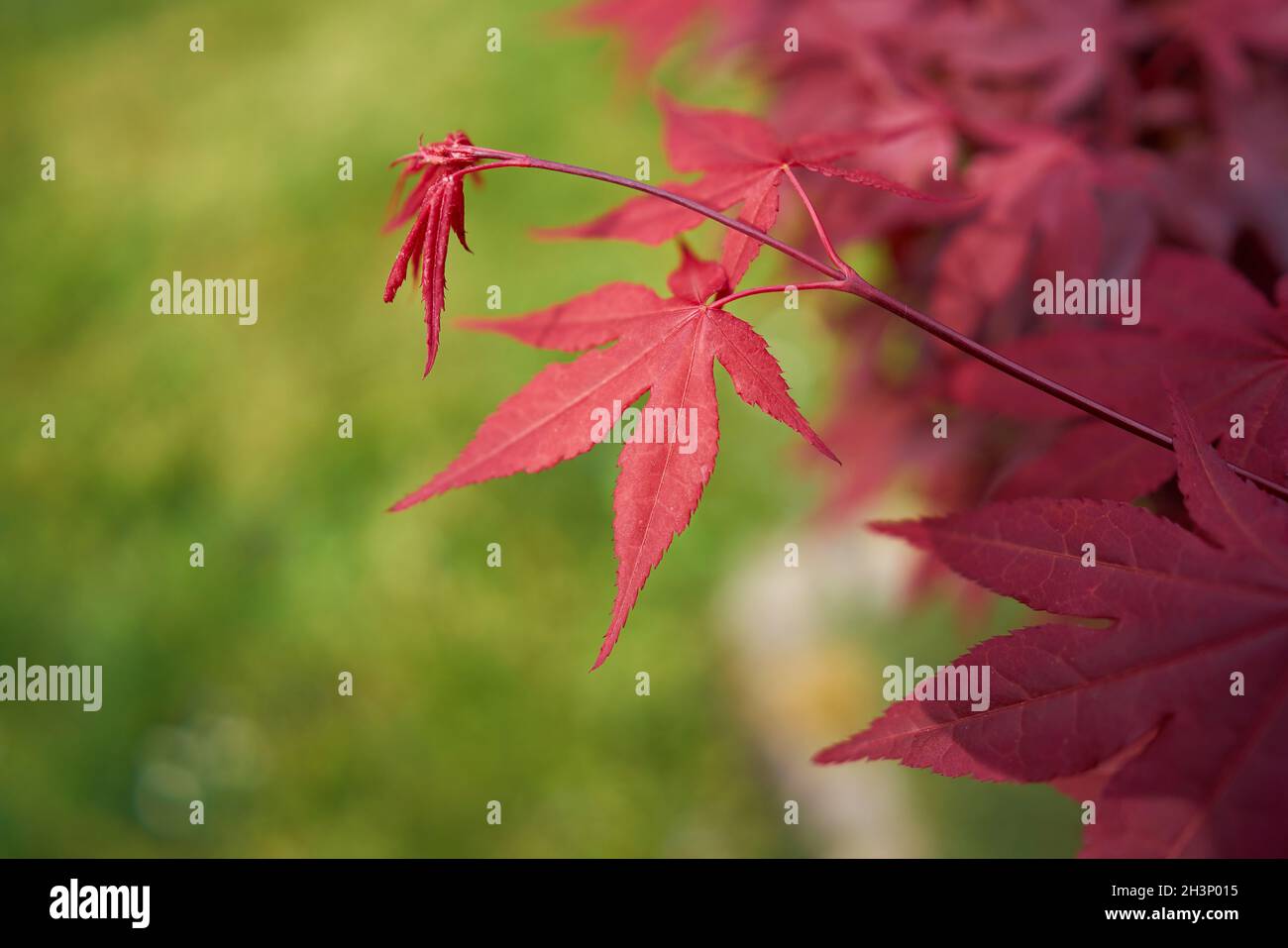 Blätter eines japanischen Ahorns (Acer palmatum 'Corallinum') Mit roter Herbstfärbung in einem Park Stockfoto