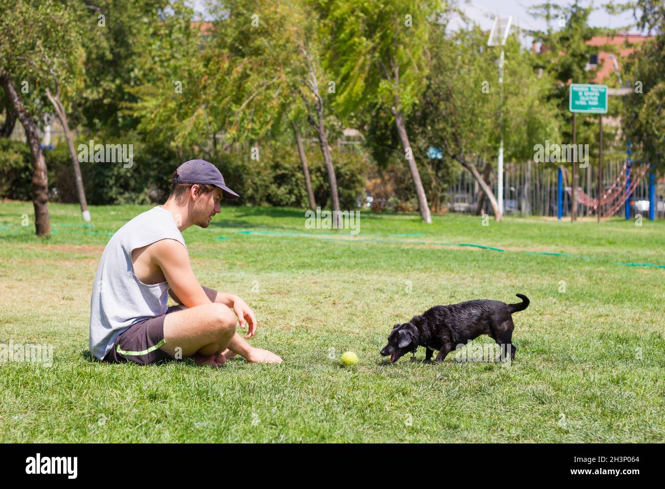 Schwarzer Hund jagt Tennisball von Besitzer sitzt auf Gras im Park an sonnigen Tag. PET-Trainingskonzept Stockfoto