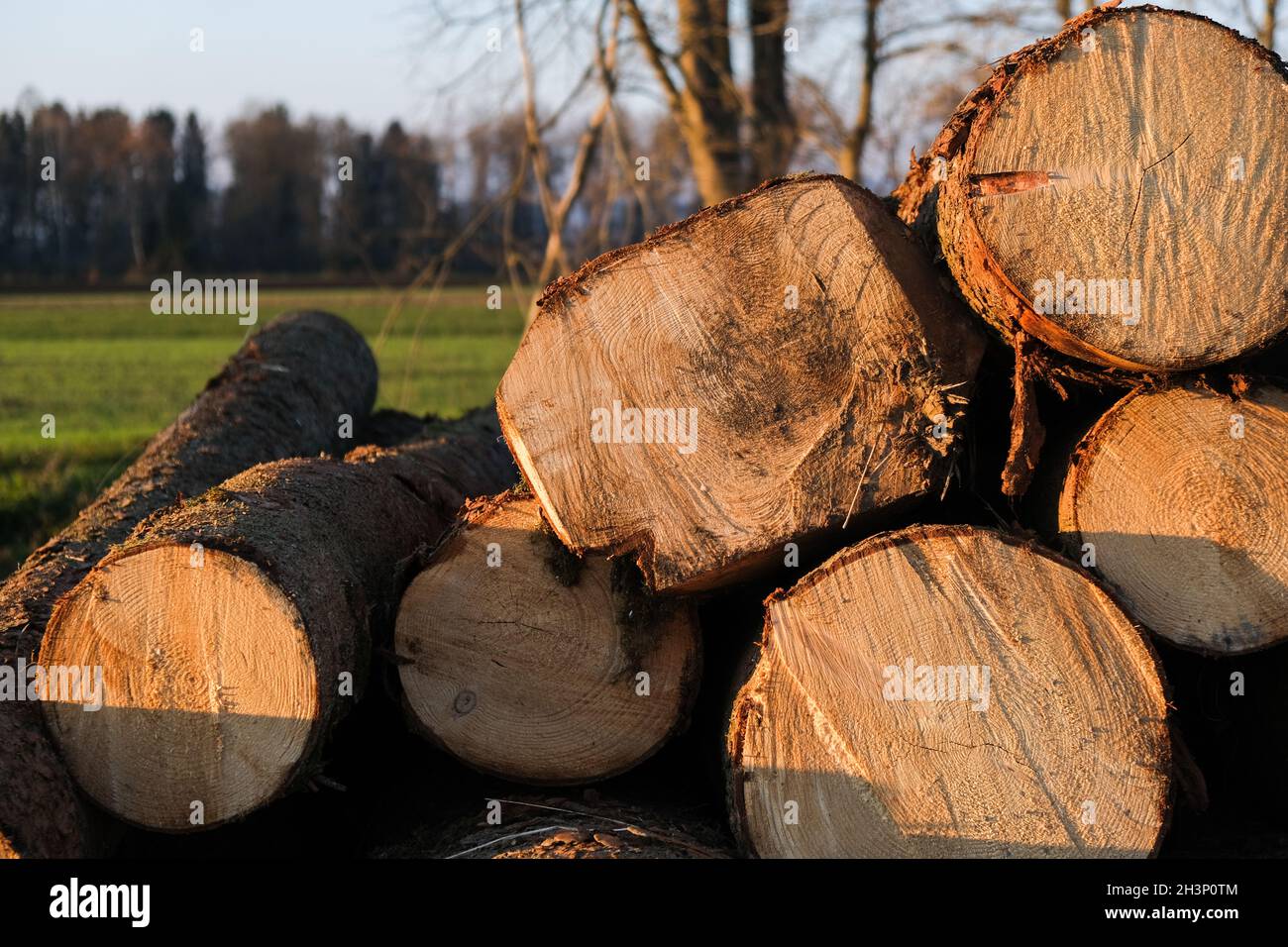 Gestapelte Baumstämme für den Holzhandel auf einem Feld Stockfoto