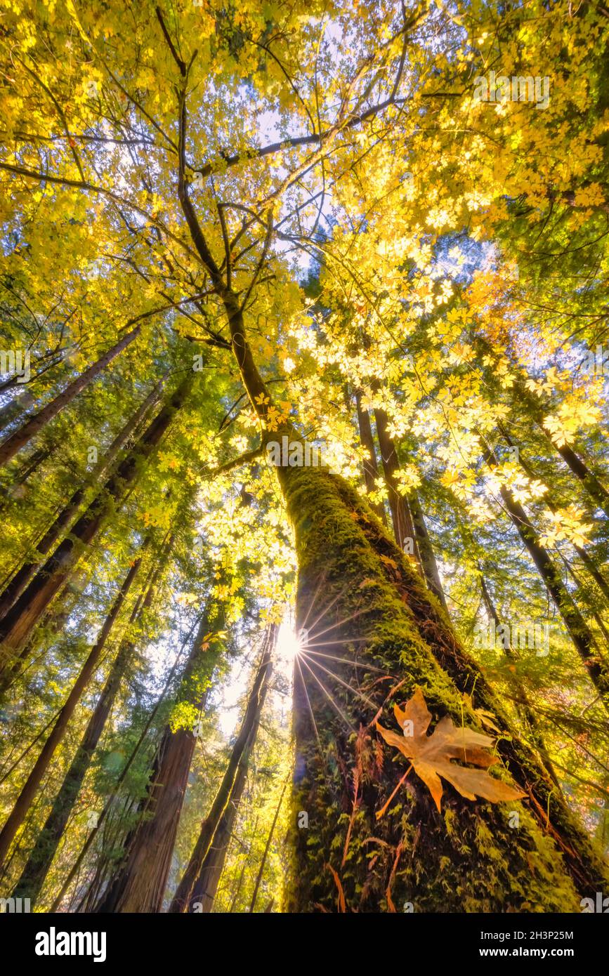 Ahornbaum in einem Redwood Forest Stockfoto