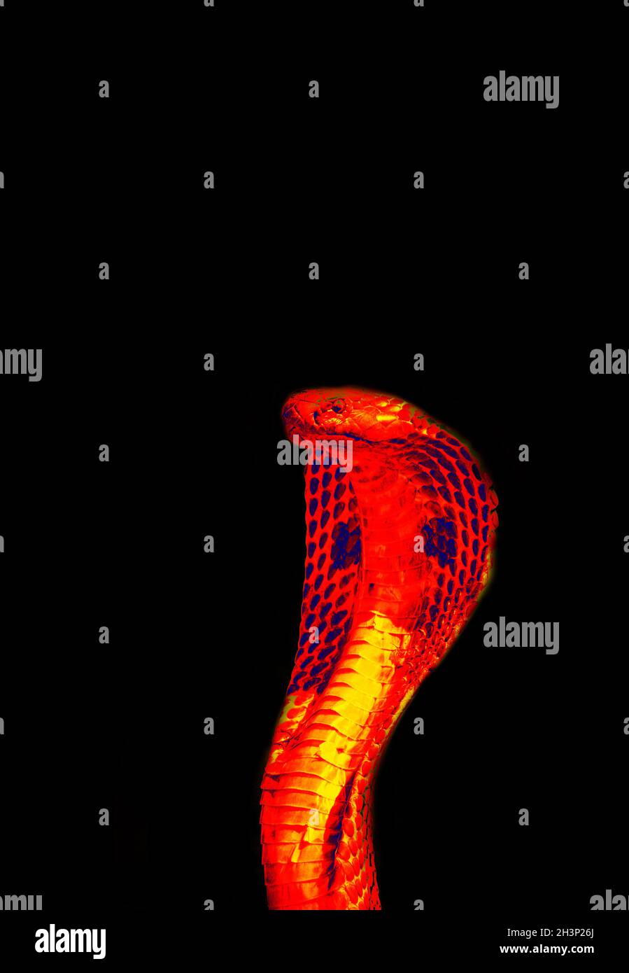 Snake Charmer in wissenschaftlicher High-Tech-Wärmebildkamera Stockfoto