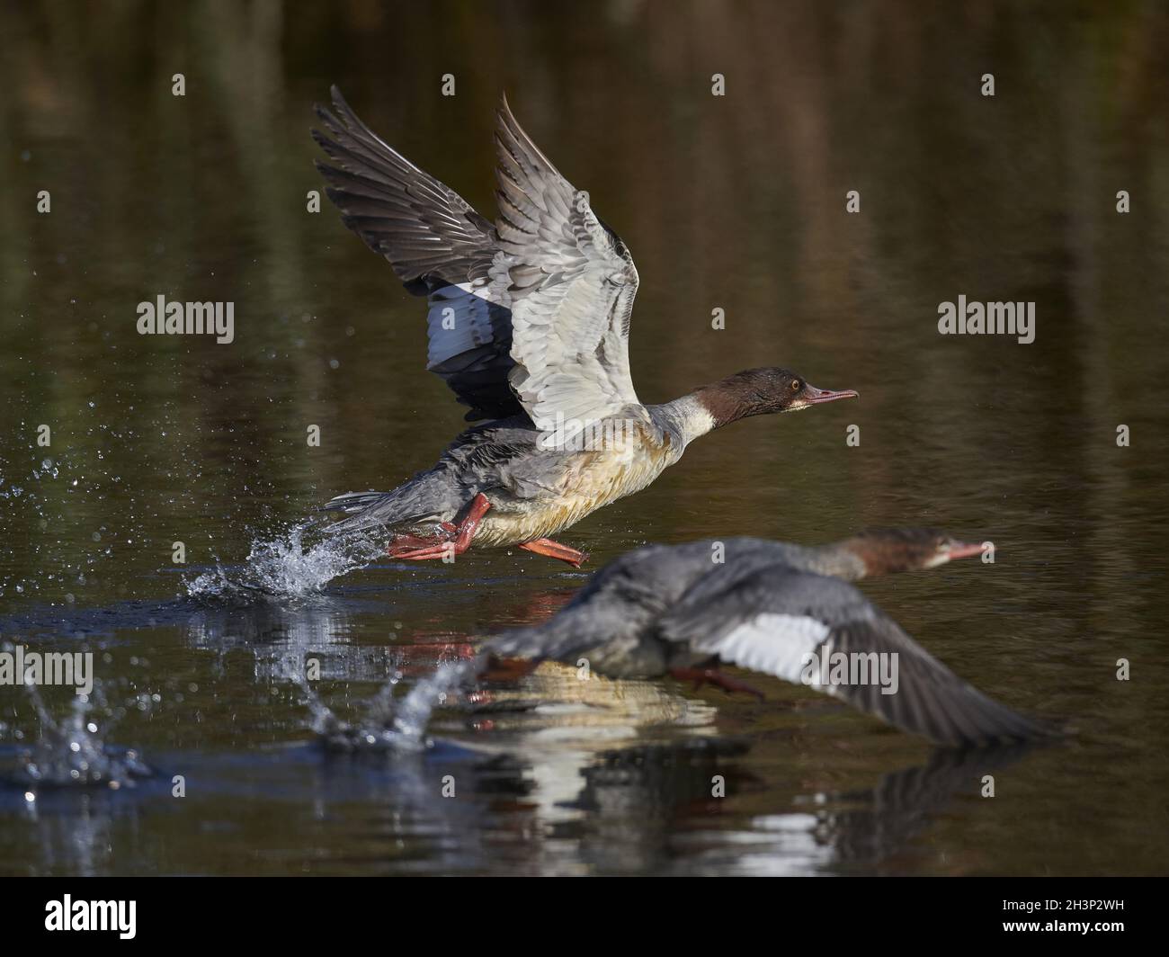 Gänsesäger Stockfoto