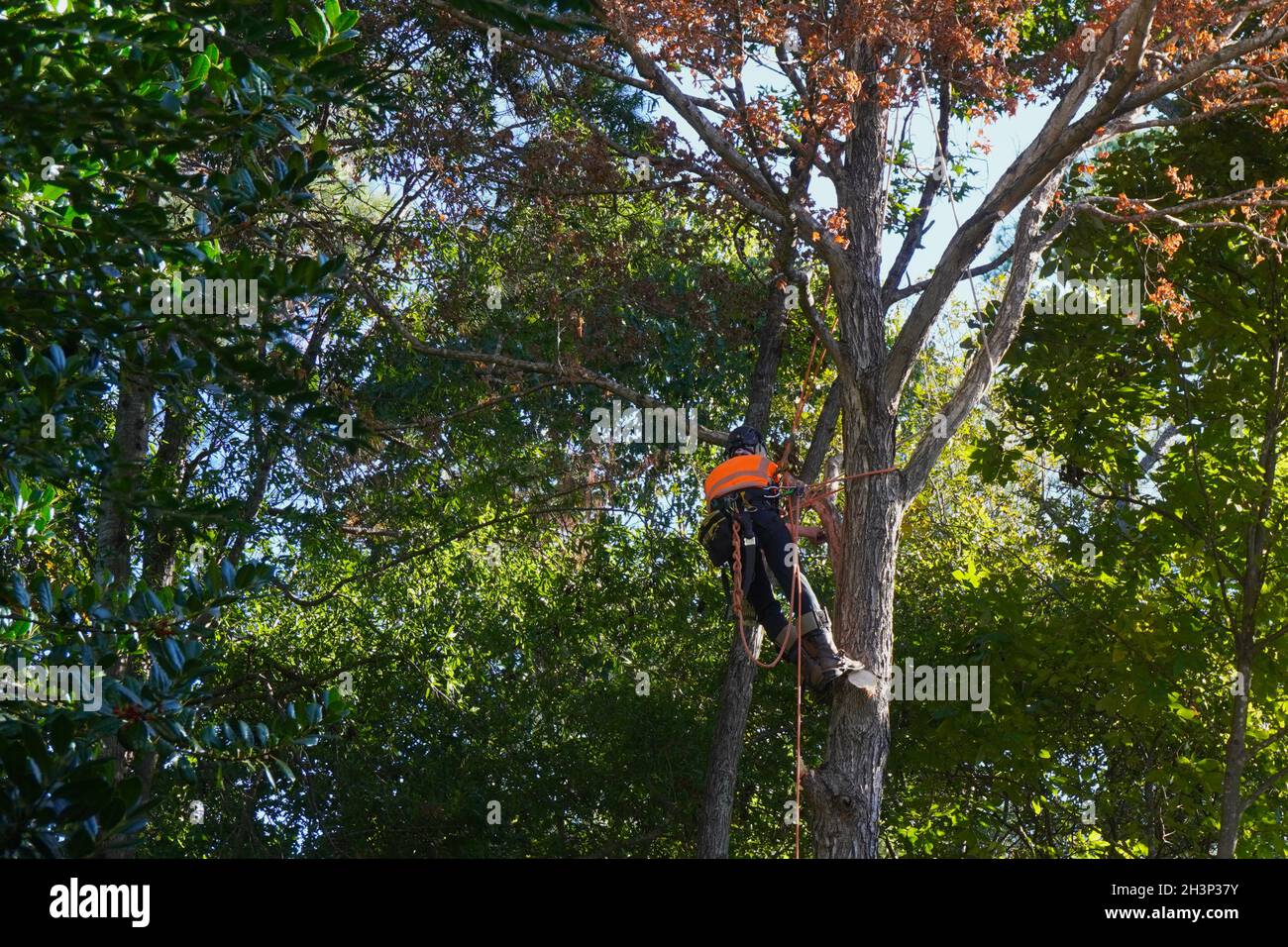 Baumärker, der einen toten Baum klettert, um sich auf die Entfernung des Baumes vorzubereiten Stockfoto