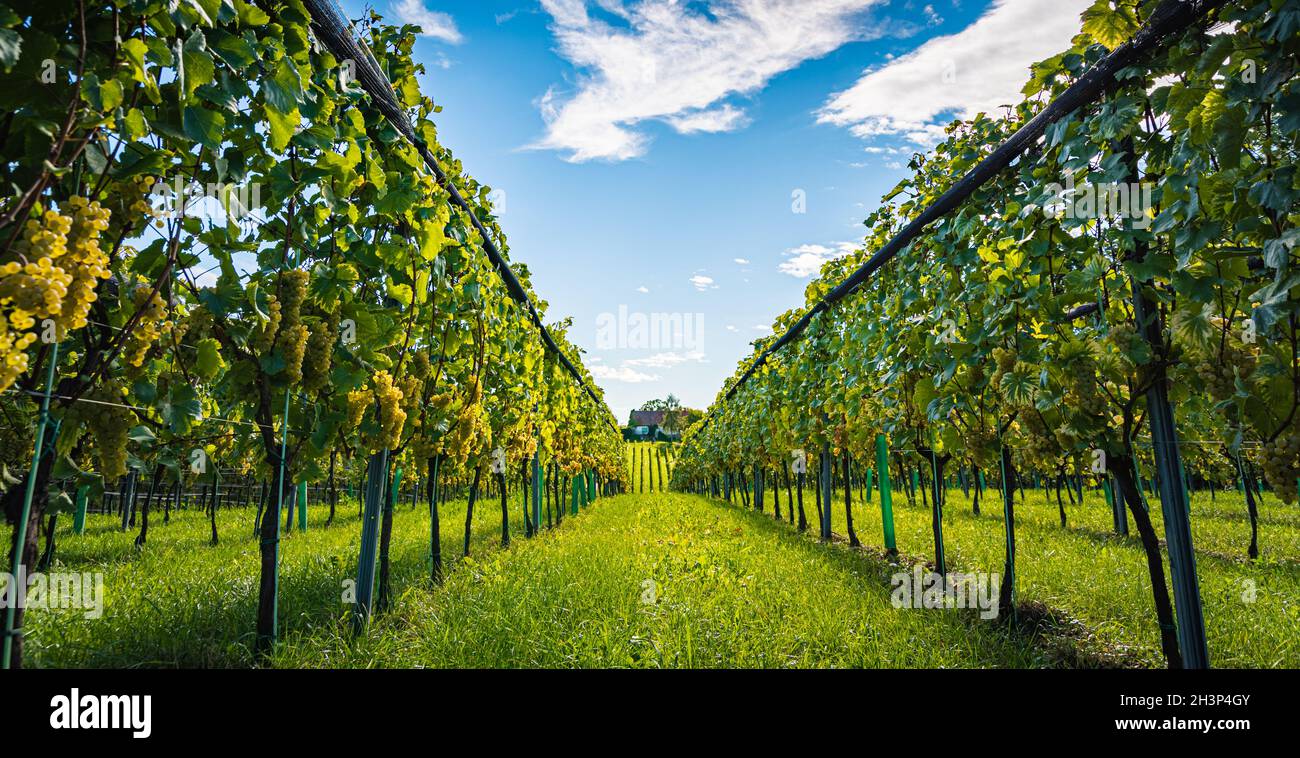 Weiße Trauben mit grünen Blättern auf der Rebe. Frische Früchte. Erntezeit Anfang Herbst. Stockfoto