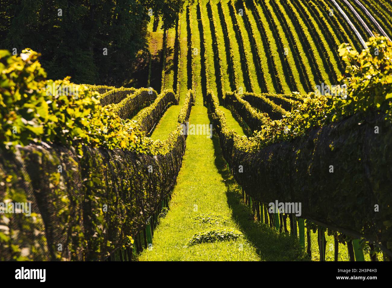 Die Ernte der Weinrebe wurde von der Weinstraße an der Grenze zu Österreich, Slowenien, durchgeführt. Stockfoto